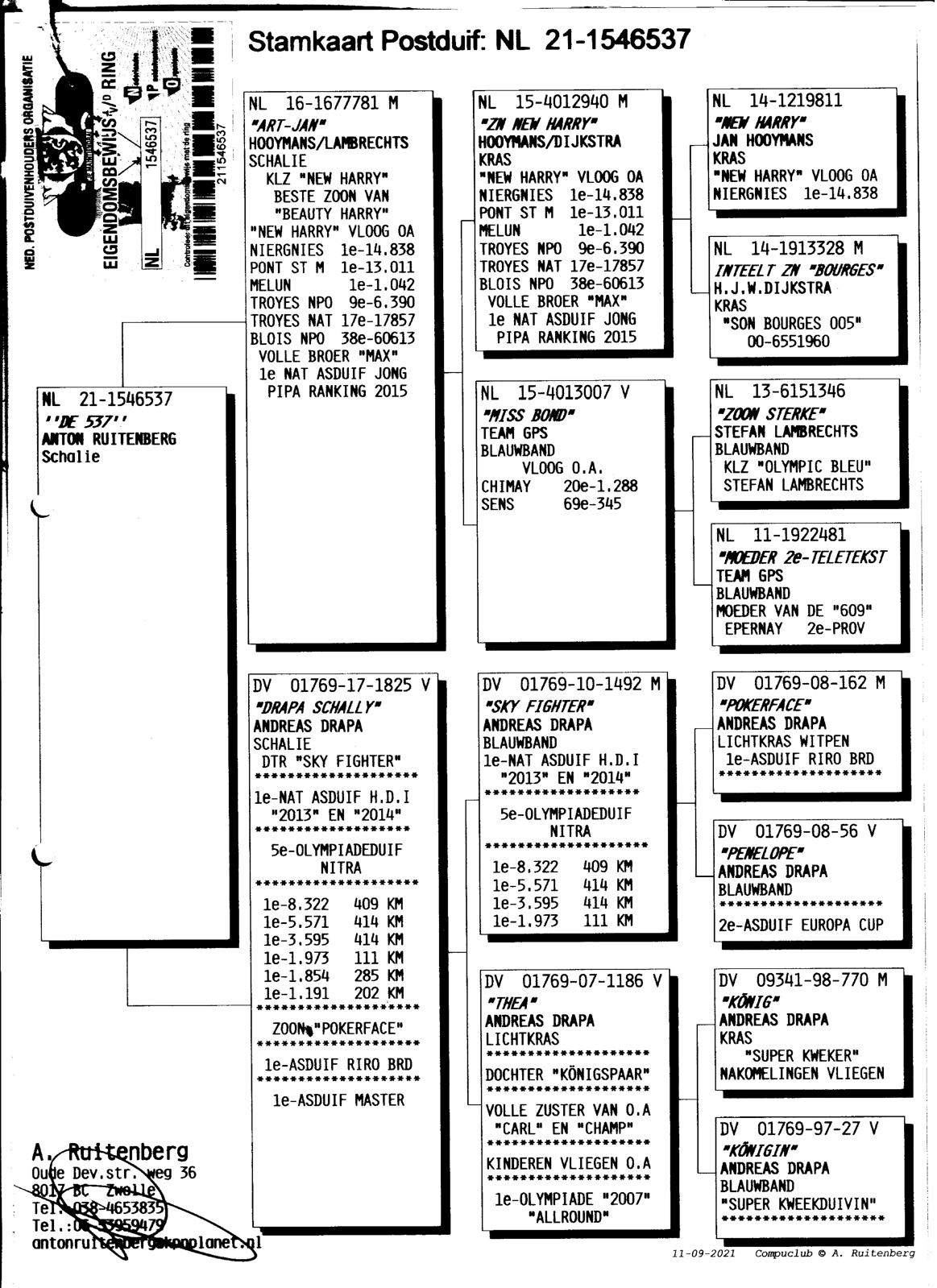 NL22-8063356 DİŞİ / KENDİSİ YARIŞMIŞTIR  8 SUPER DERBY RIMINI 