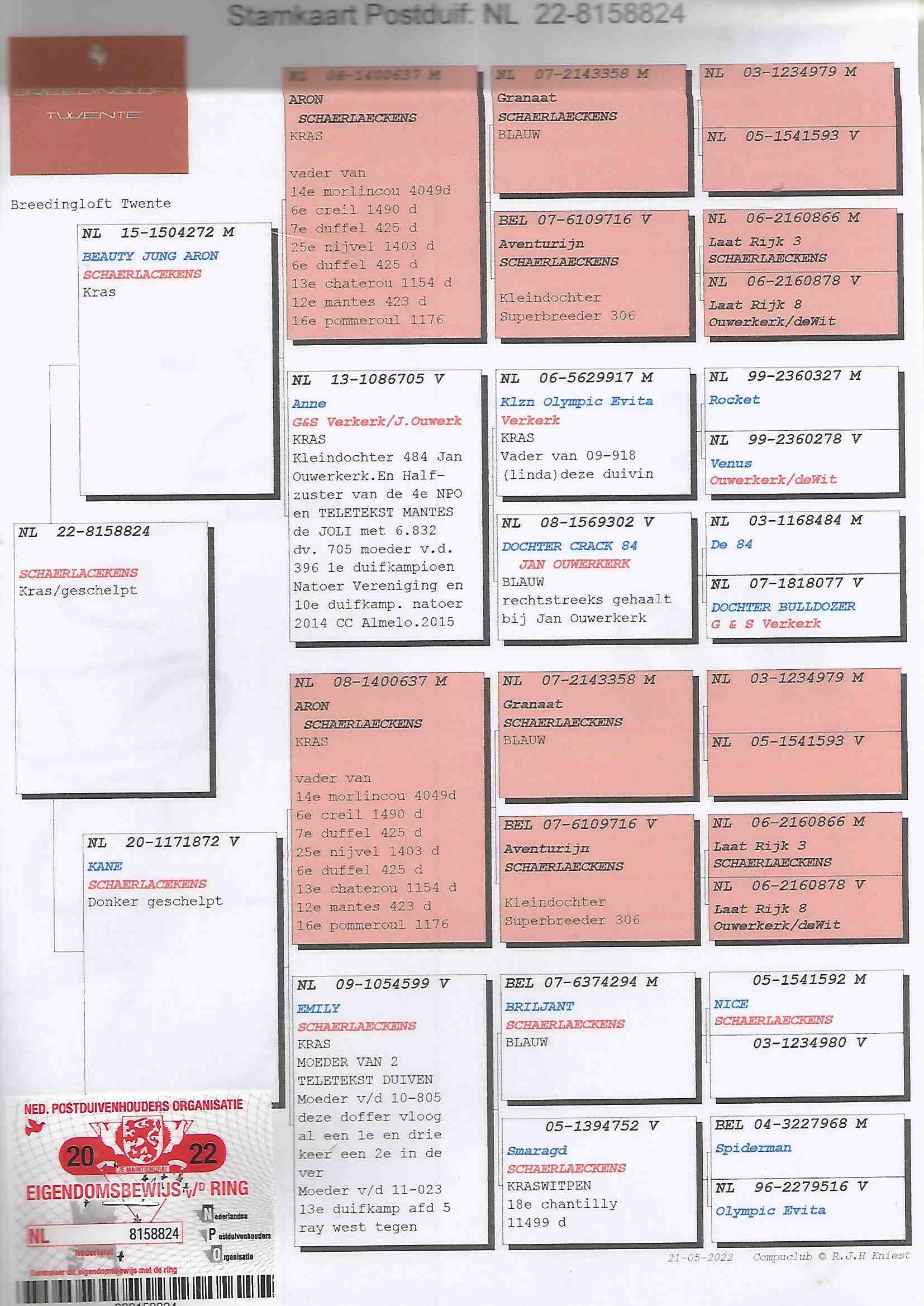 NL22-8158824 ERKEK / AD SCHAERLAECKENS