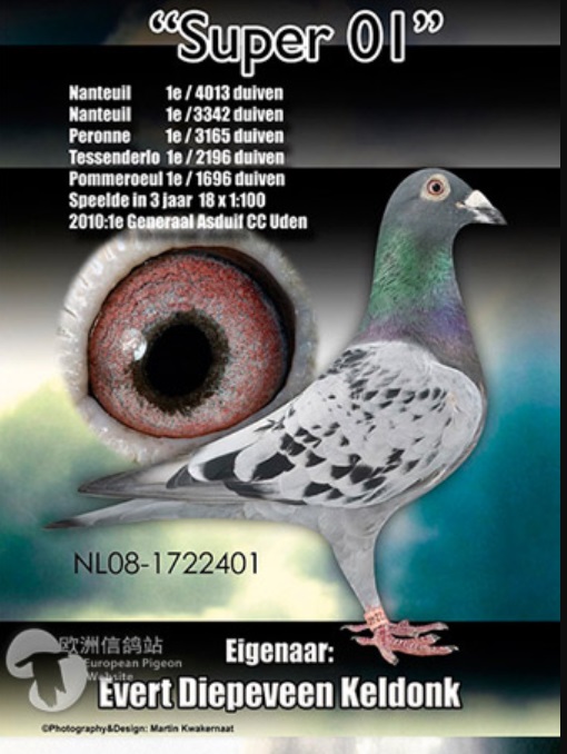 NL23-4630755 ERKEK / DEDESİ MESHUR SUPER 01 