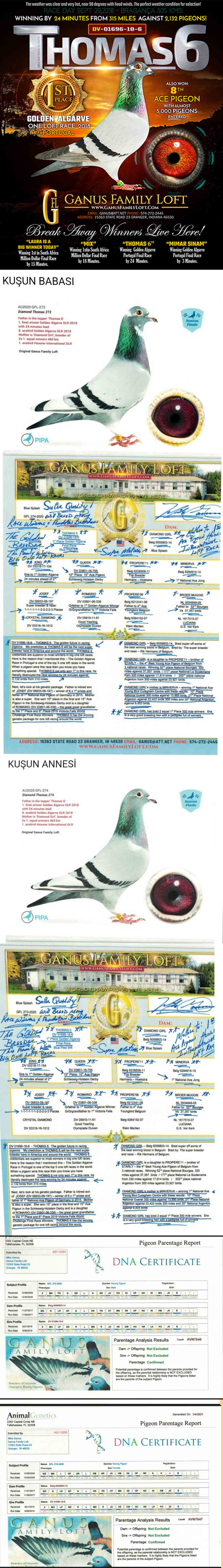 NL23-9021342 DİŞİ / INBREED THOMAS 6 LEGEND PIGEONS 