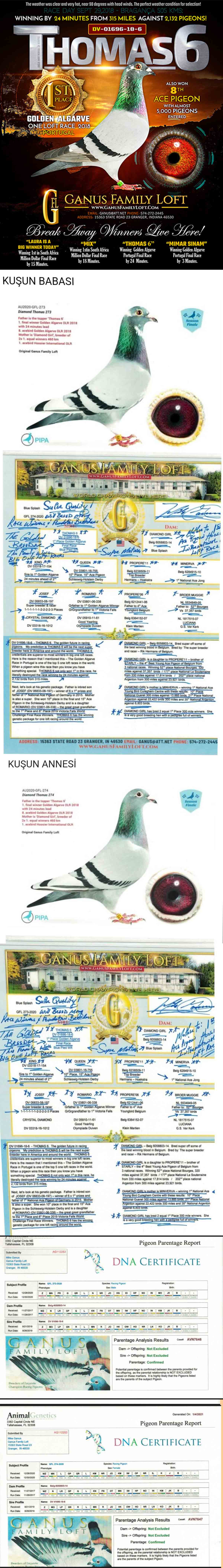 NL23-9021398 ERKEK / İNBREED THOMAS 6 