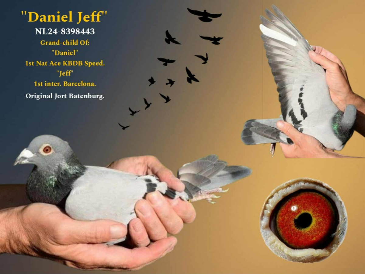 NL24-8398443 ERKEK / DANIEL TORUNU  KENDİSİ YARIŞMIŞ MARİSMAS OLR 2024