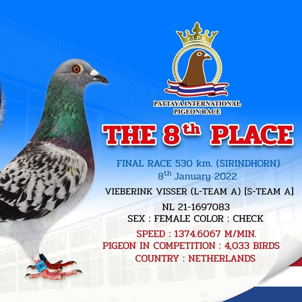 NL25-1115067 ERKEK / KARDEŞİ 3 ACE PİGEON MİLLİON DOLAR RACE 2020