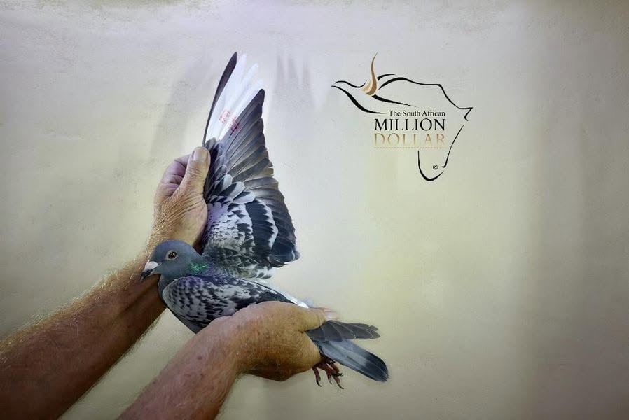 NL25-1115067 ERKEK / KARDEŞİ 3 ACE PİGEON MİLLİON DOLAR RACE 2020