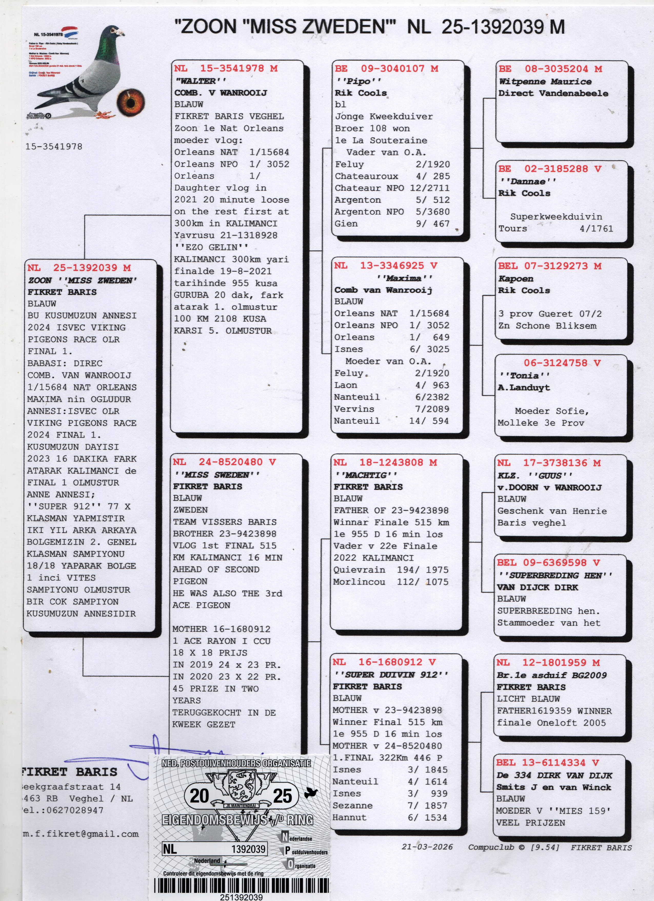 NL25-1392039 ERKEK / ANNESİ 1 FİNAL VIKING OLR BABADAN KARDEŞİ EZO GELIN 1 YARI FİNAL KALIMANCI