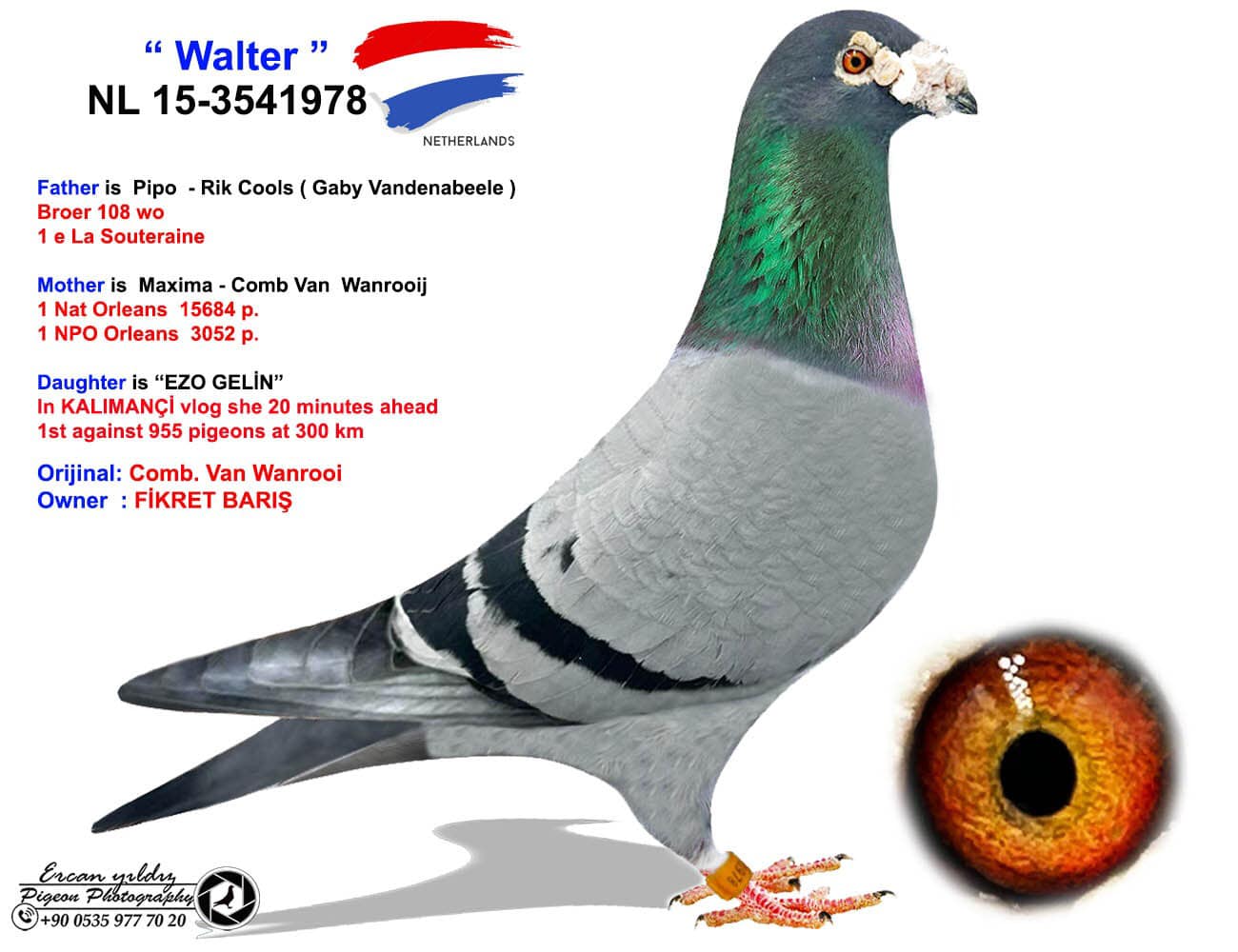 NL25-1392039 ERKEK / ANNESİ 1 FİNAL VIKING OLR BABADAN KARDEŞİ EZO GELIN 1 YARI FİNAL KALIMANCI