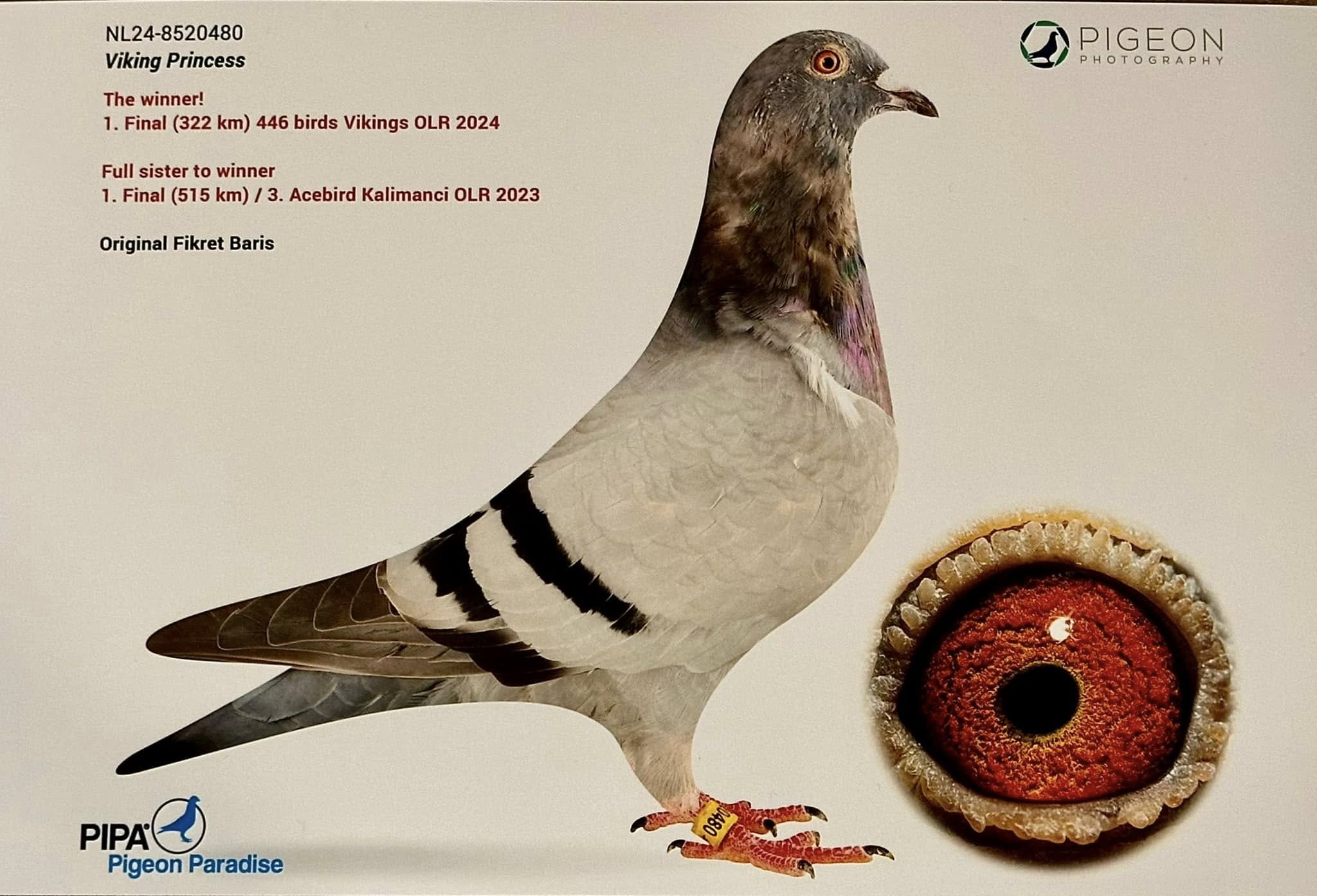 NL25-1392039 ERKEK / ANNESİ 1 FİNAL VIKING OLR BABADAN KARDEŞİ EZO GELIN 1 YARI FİNAL KALIMANCI