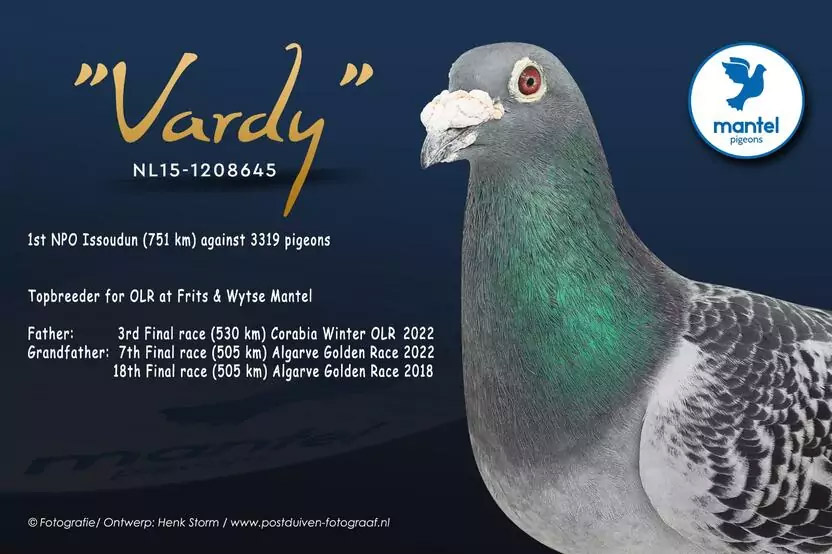NL25-1526109 DİŞİ / ORJ COMB MANTEL -  VARDY - FOTUNA