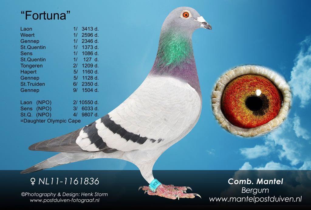 NL25-1526109 DİŞİ / ORJ COMB MANTEL -  VARDY - FOTUNA