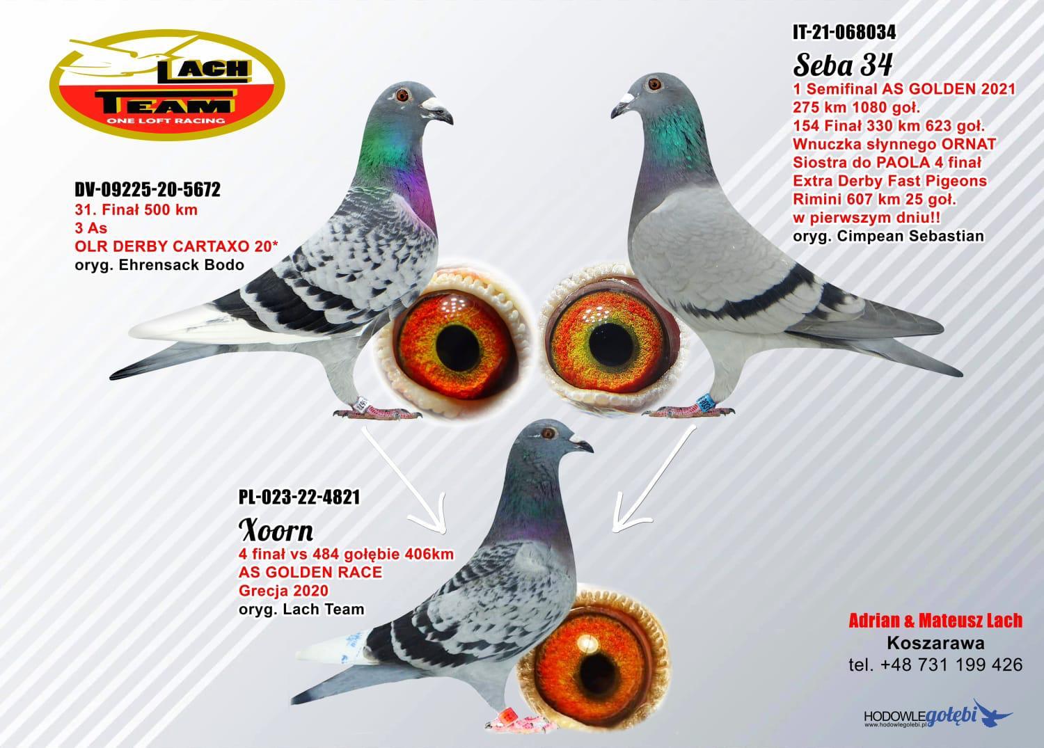 PL-023-22-2945 ERKEK / KENDİSİ 33 FİNAL 484 KM MOLEDO