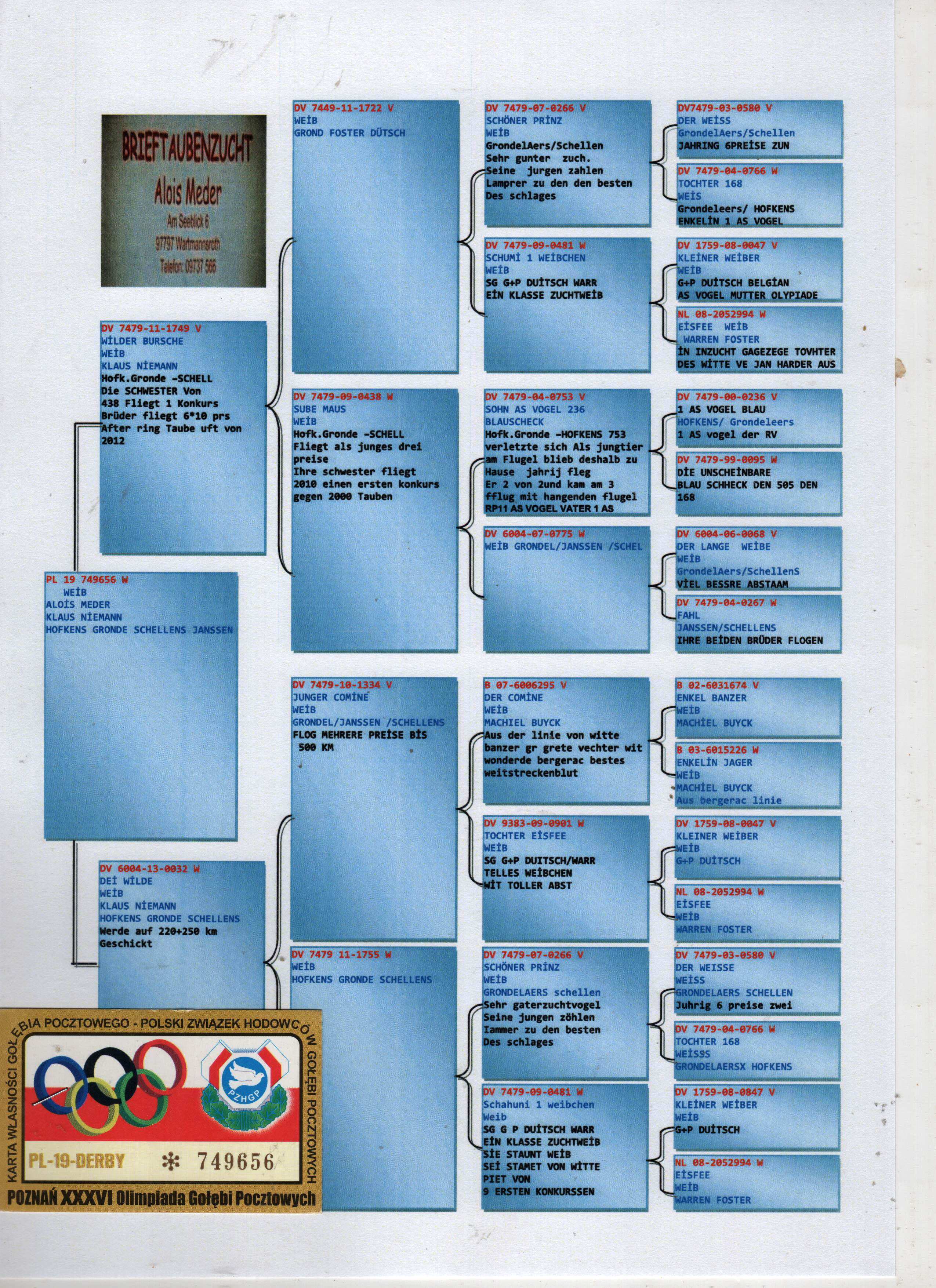 PL19-749656 DİŞİ / HOFKENS - SCHELLENS - GRONDELAERS