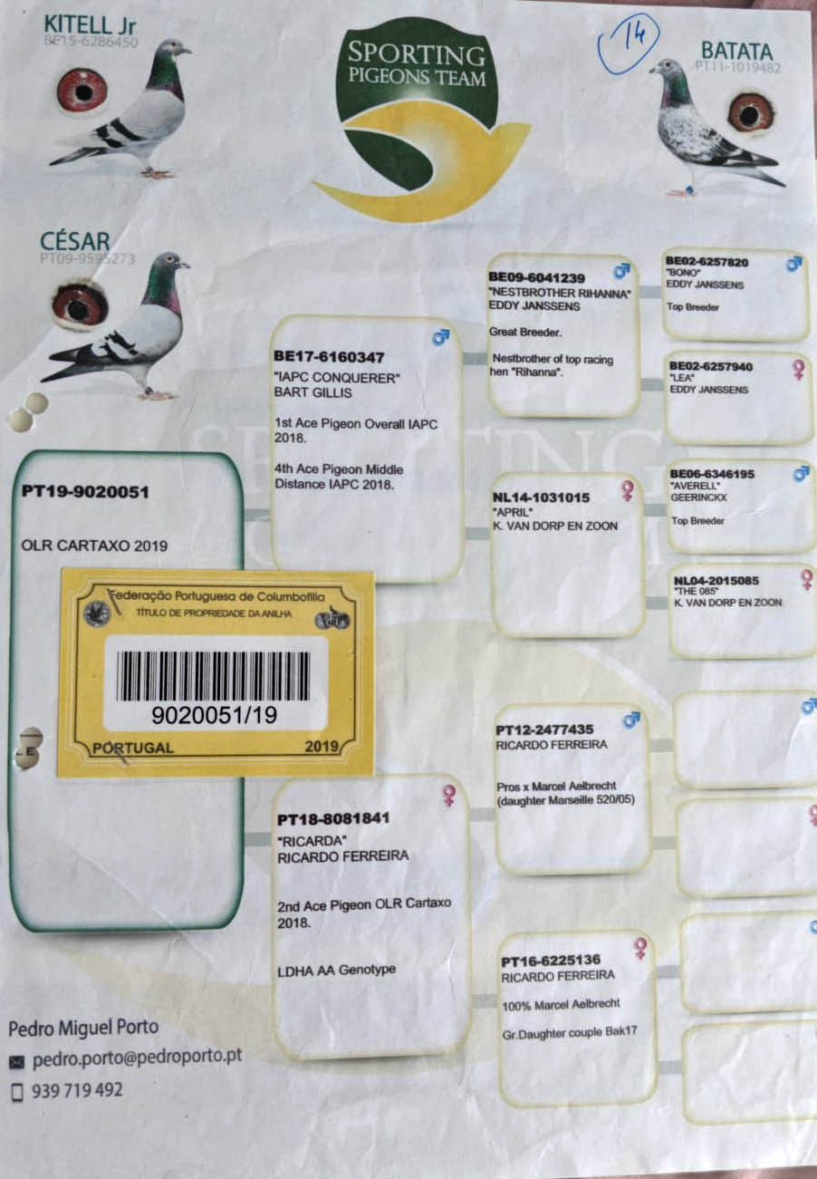 PT19-9020051 ERKEK / KENDİSİ YARIŞMIŞ OLR CARTAXO 2019 - DNA CERTİFİKALI