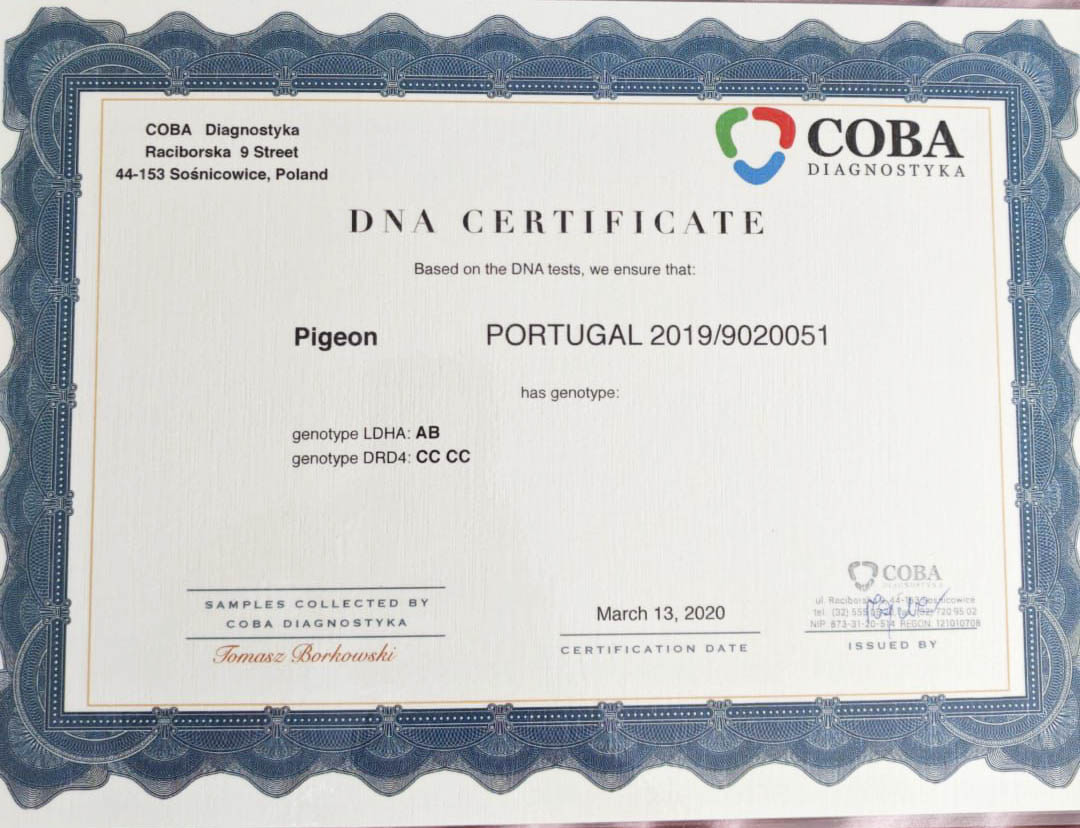 PT19-9020051 ERKEK / KENDİSİ YARIŞMIŞ OLR CARTAXO 2019 - DNA CERTİFİKALI