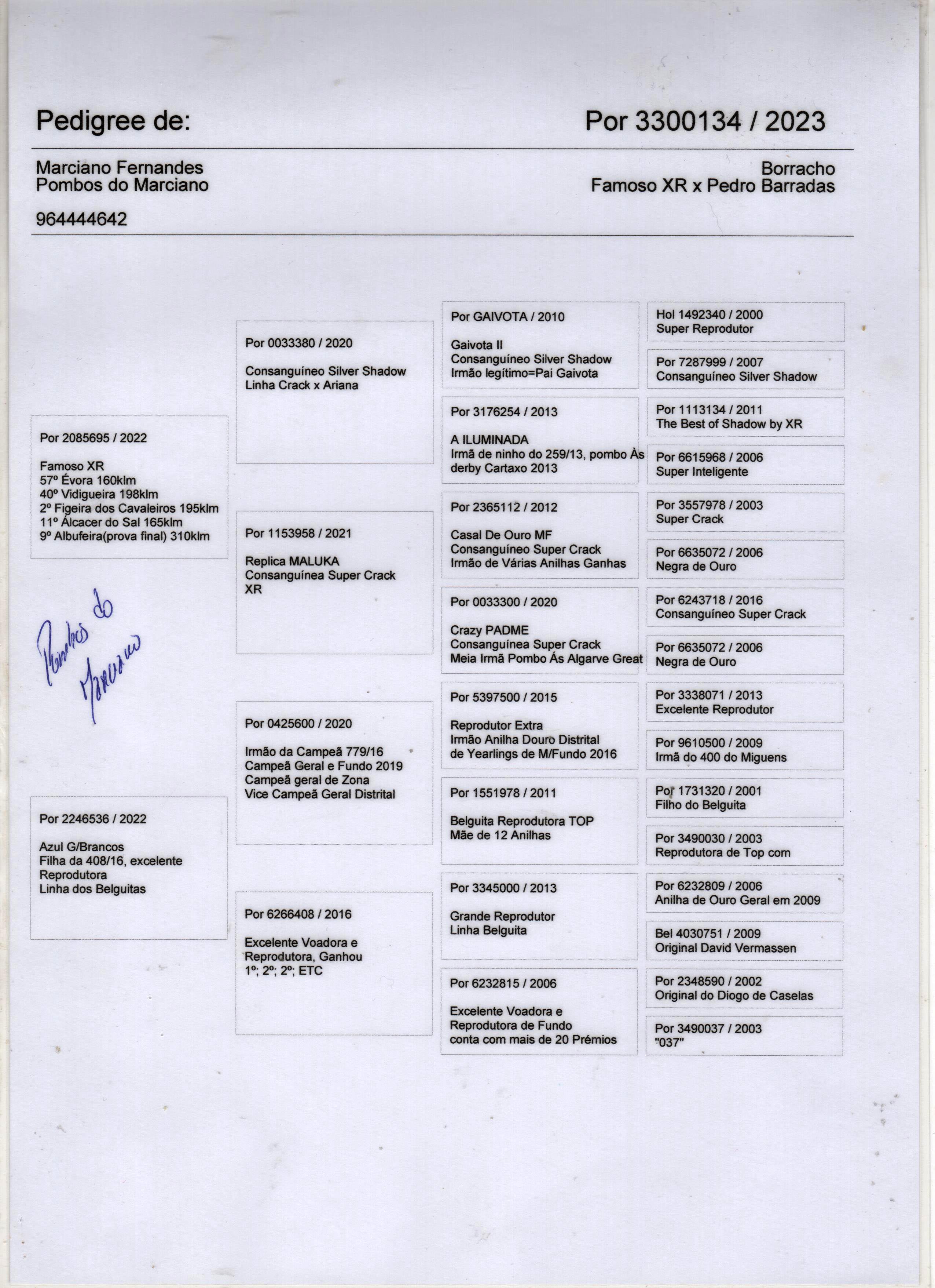 PT23-3300134 ERKEK / KENDİSİ YARIŞMIŞTIR 25 FİNAL MOLEDO OLR