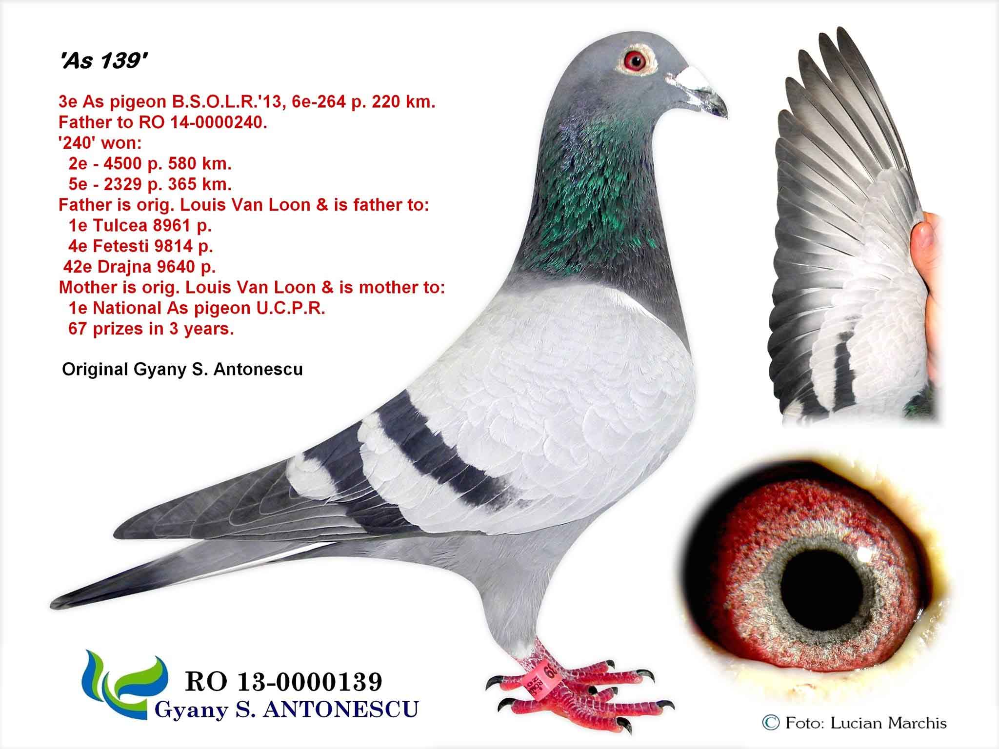 RO14-1000664 DİŞİ / LOUIS VAN LOON % 100 - FULL BROTHER 3 AS OLR BLACK SEA