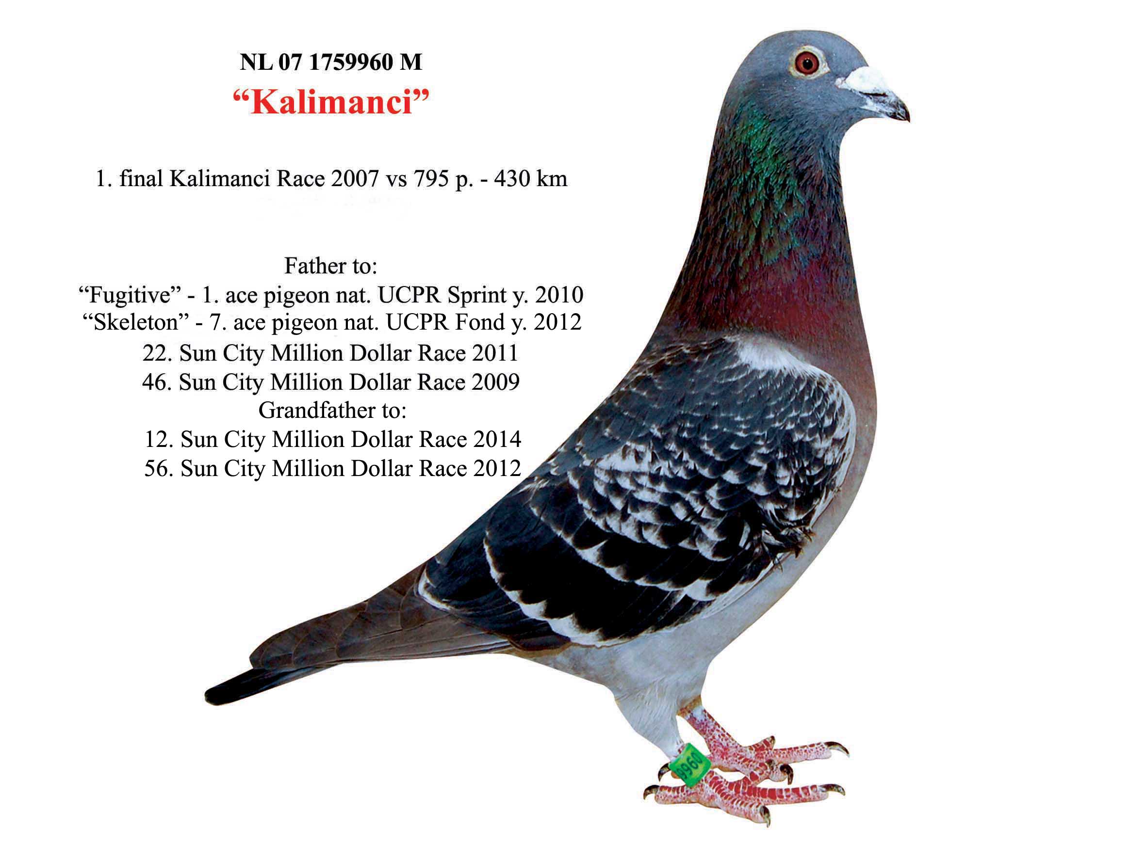 RO14-463822 DİŞİ / KARDESİ 8. FİNAL FARO R. BABASI  42. FİNAL ALGARVE GOLDEN R.