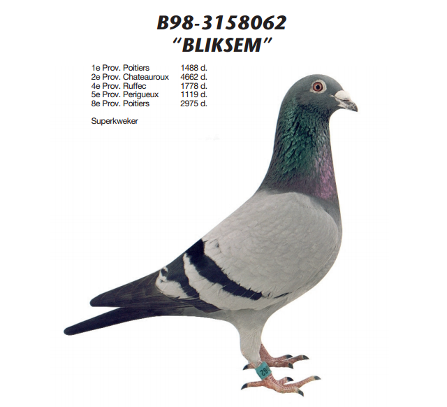 RO15-475345 DİŞ  /  GABY VANDENABEELE % 100 INBREED BLIKSEM 