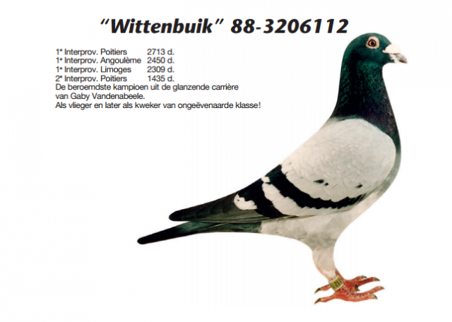 RO15-475345 DİŞ  /  GABY VANDENABEELE % 100 INBREED BLIKSEM 