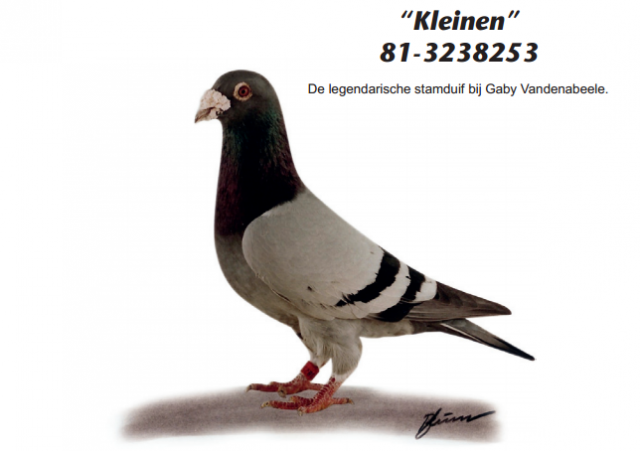 RO15-475345 DİŞ  /  GABY VANDENABEELE % 100 INBREED BLIKSEM 