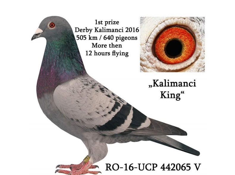 RO16-442266 DİŞİ /  ORJ BIBI STEFANESCU KARDESI 1 FİNAL KALİMANCİ OLR 2016