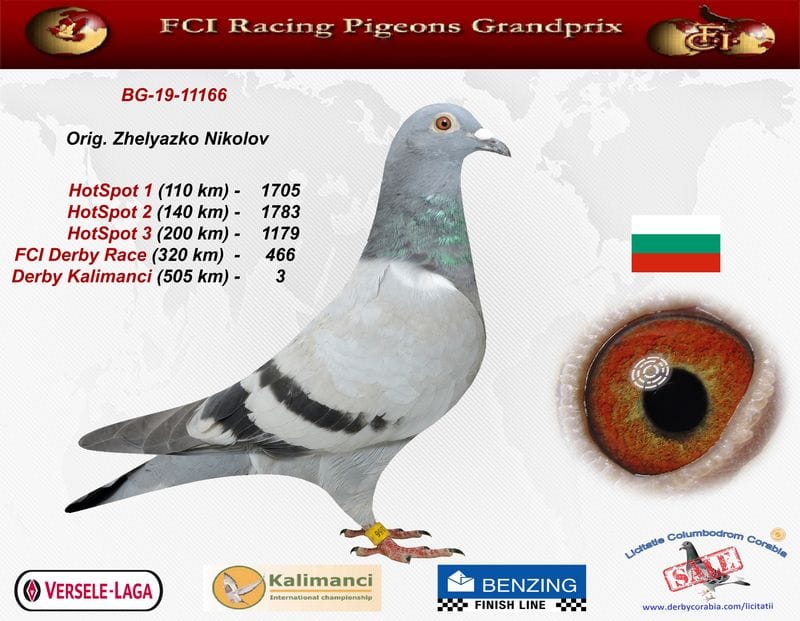 RO16-442528 ERKEK / DİREK YAVRUSU 3. FİNAL KALİMANCİ 4 AS TORUNU 2. FİNAL KALİMANCİ