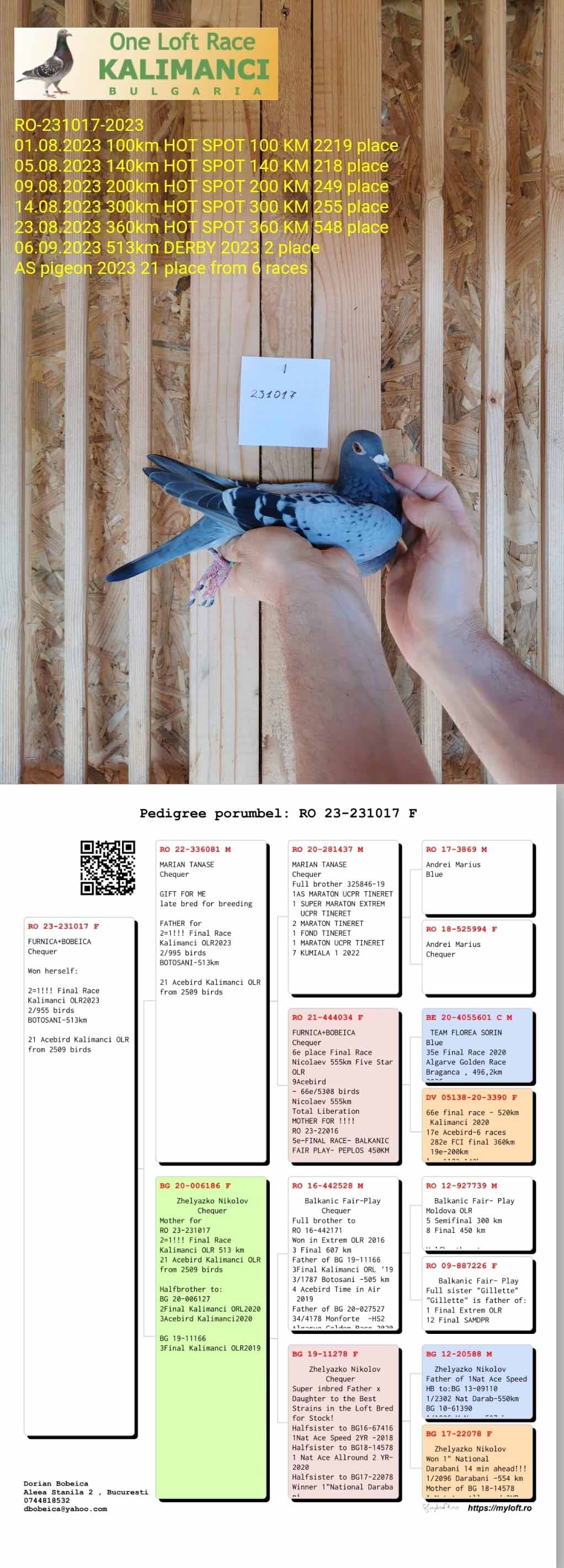 RO16-442528 ERKEK / DİREK YAVRUSU 3. FİNAL KALİMANCİ 4 AS TORUNU 2. FİNAL KALİMANCİ