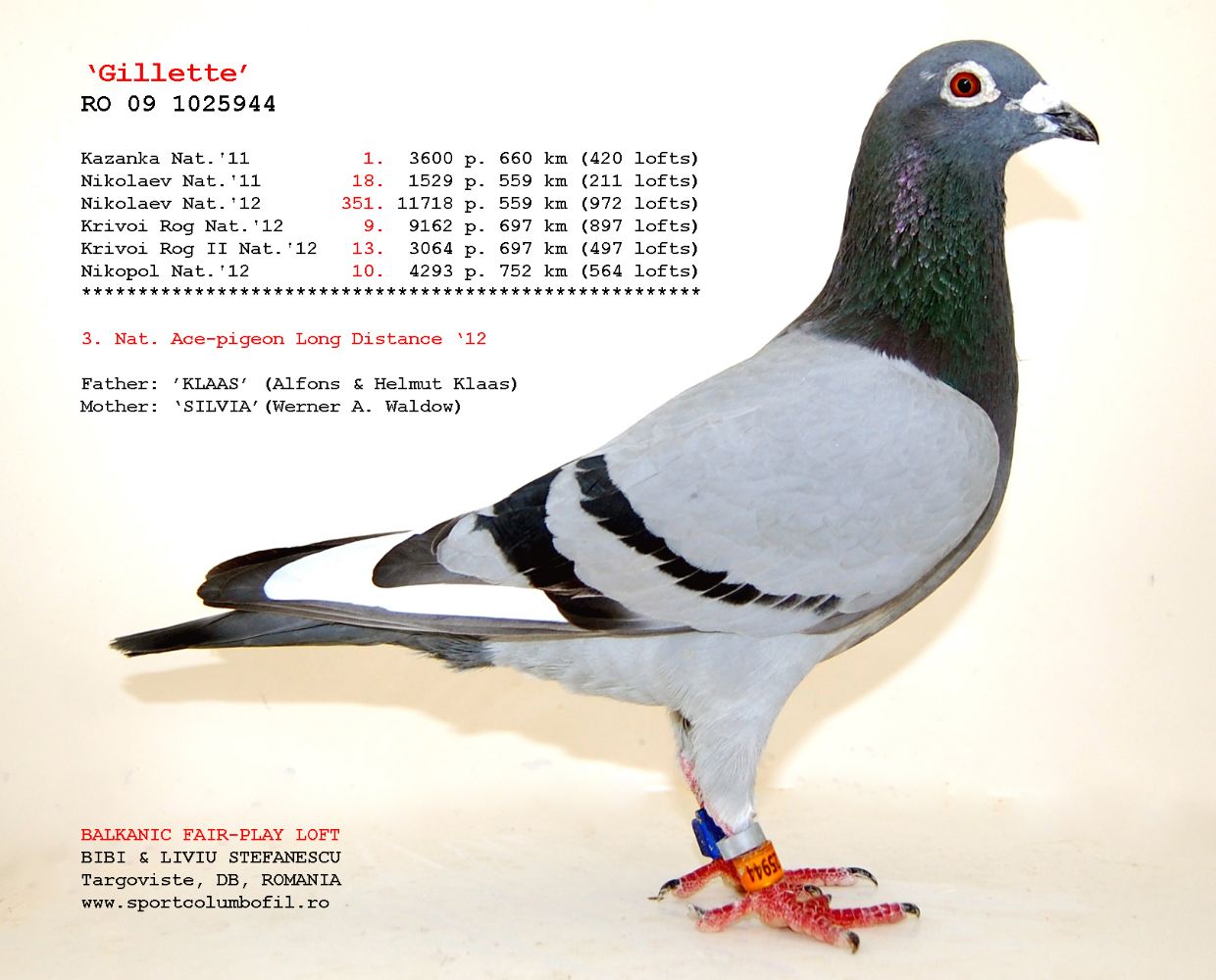 RO17-402002 DİŞİ - DEDESİ GILLETTE  ANNESI 1. ACE PIGEON 