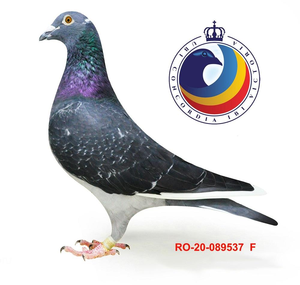 RO20-089537 ERKEK / KENDİSİ 2 FİNAL 490 KM BABASI 1 FİNAL ANNESİ 2 AS