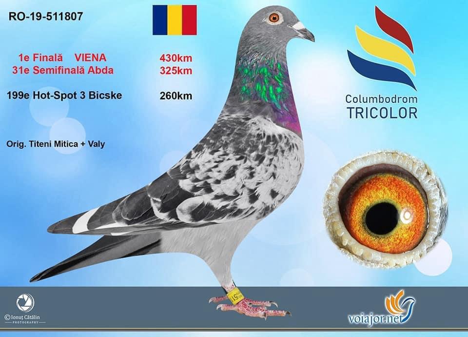 RO20-089537 ERKEK / KENDİSİ 2 FİNAL 490 KM BABASI 1 FİNAL ANNESİ 2 AS