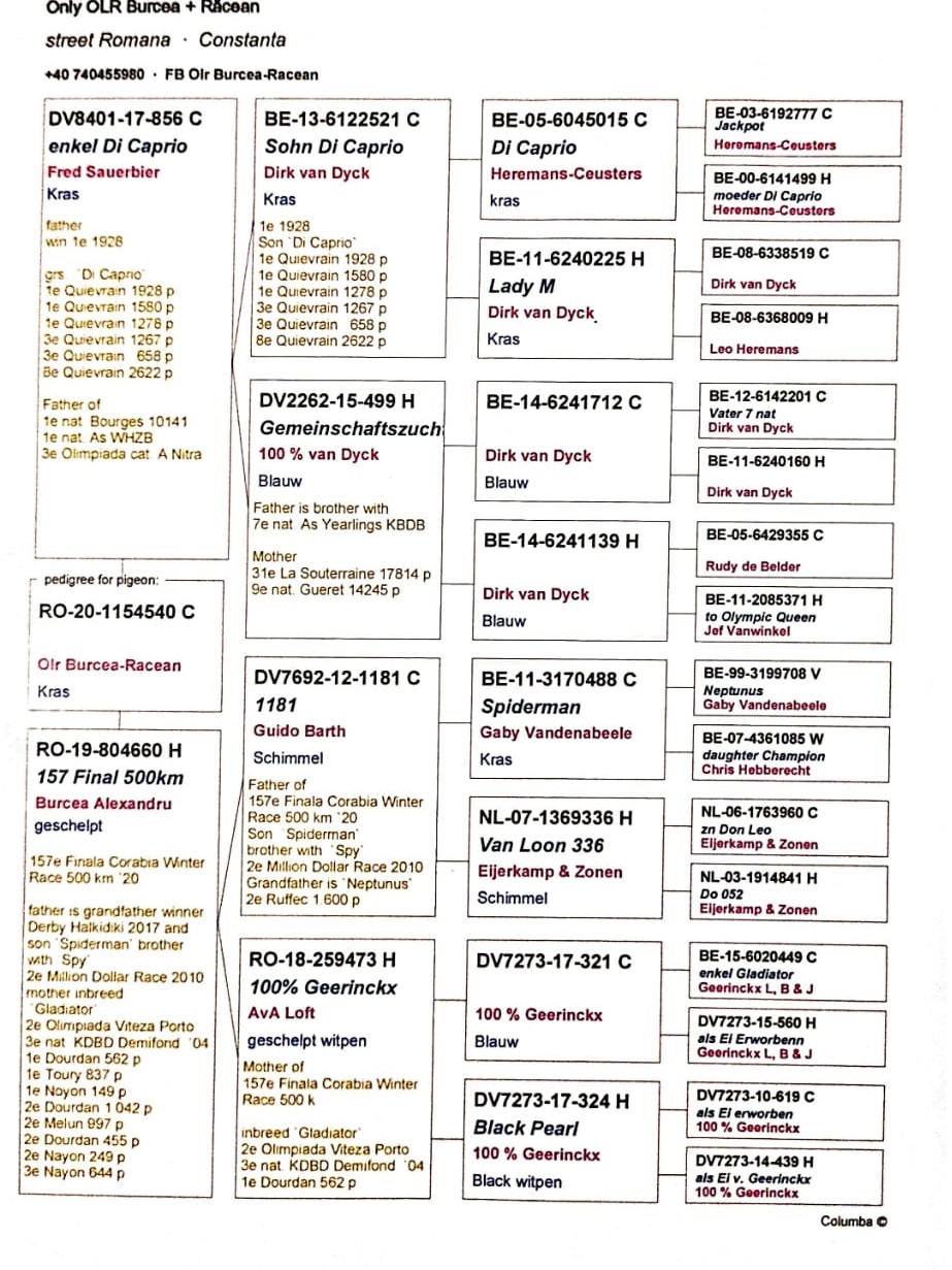 RO20-1154540 ERKEK / VAN DYCK LEO HEREMANS  GABY