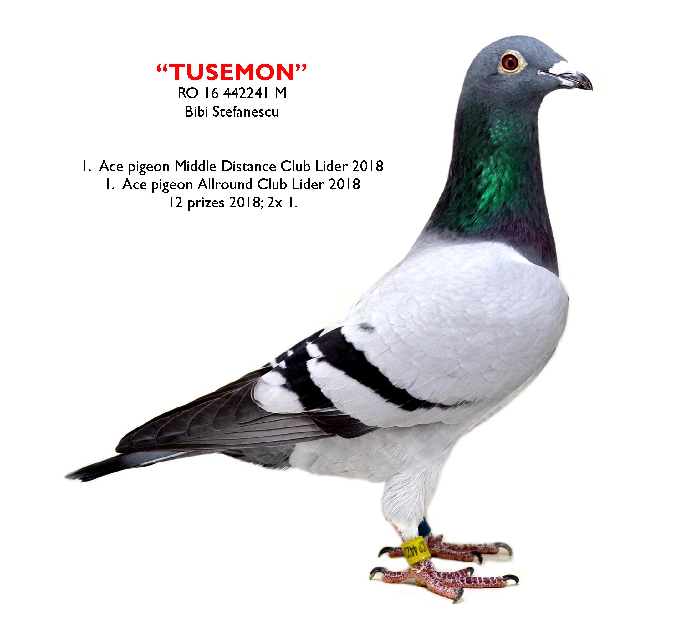 RO20-554009 ERKEK /  HALFBROTHER 3. FİNAL THAİLAND - 9. FİNAL  SOFİA - 12. MİLLİON DOLAR