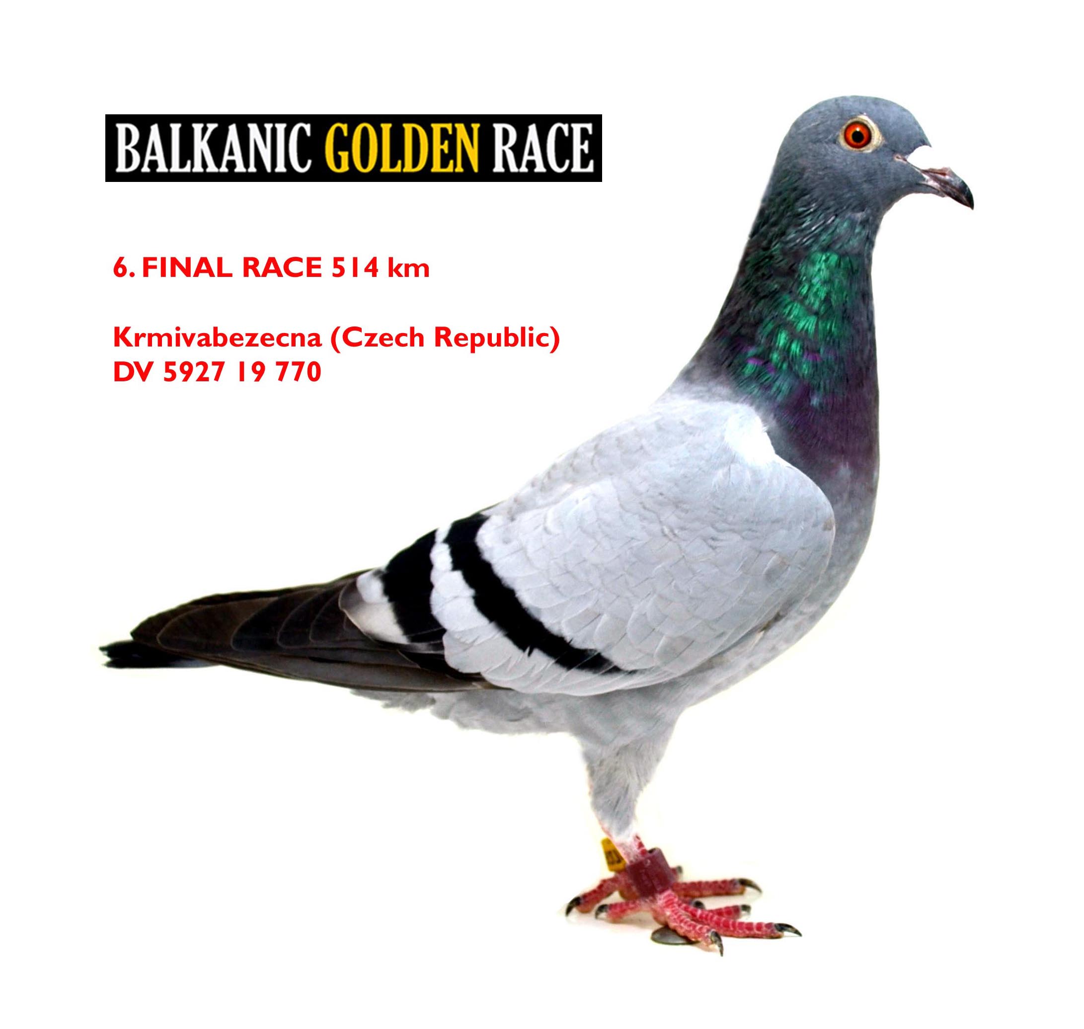 RO20-732085 DİŞİ / 73. FİNAL RACE 510 KM  - BABASI 1. FİNAL 400 KM ROMARIO TORUNU