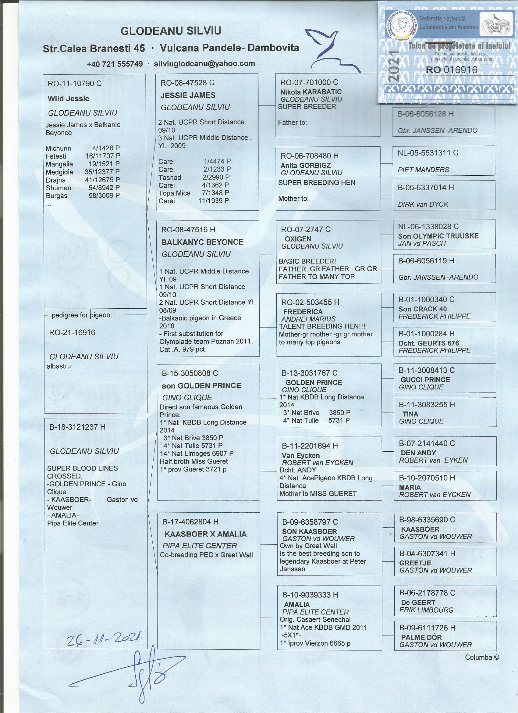 RO21-016916 DİŞİ /  BABASININ YARIŞLARI  4.   1428 P.  / 16.   FETESTİ   11707 P.