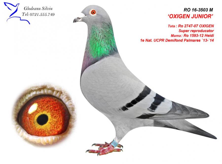 RO21-16840 DİŞİ /  BABASI OXIGEN JUNIOR - INBREED OXIGEN 