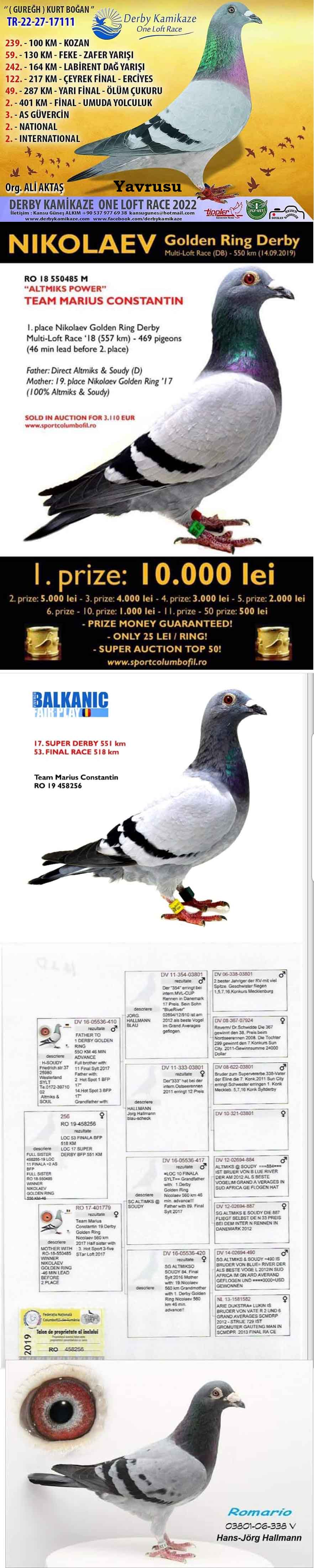 RO21-195455 ERKEK / MARIUS CONSTANTIN DIREK YAVRUSU 2. FİNAL RACE & 3. AS GÜVERCİN DERBY KAMIKAZE