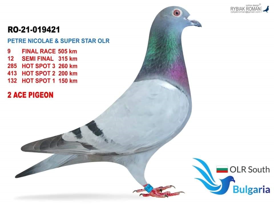 RO21-19841 ERKEK / KARDEŞİ 2. ACE PİGEON -  9. FİNAL 505 KM