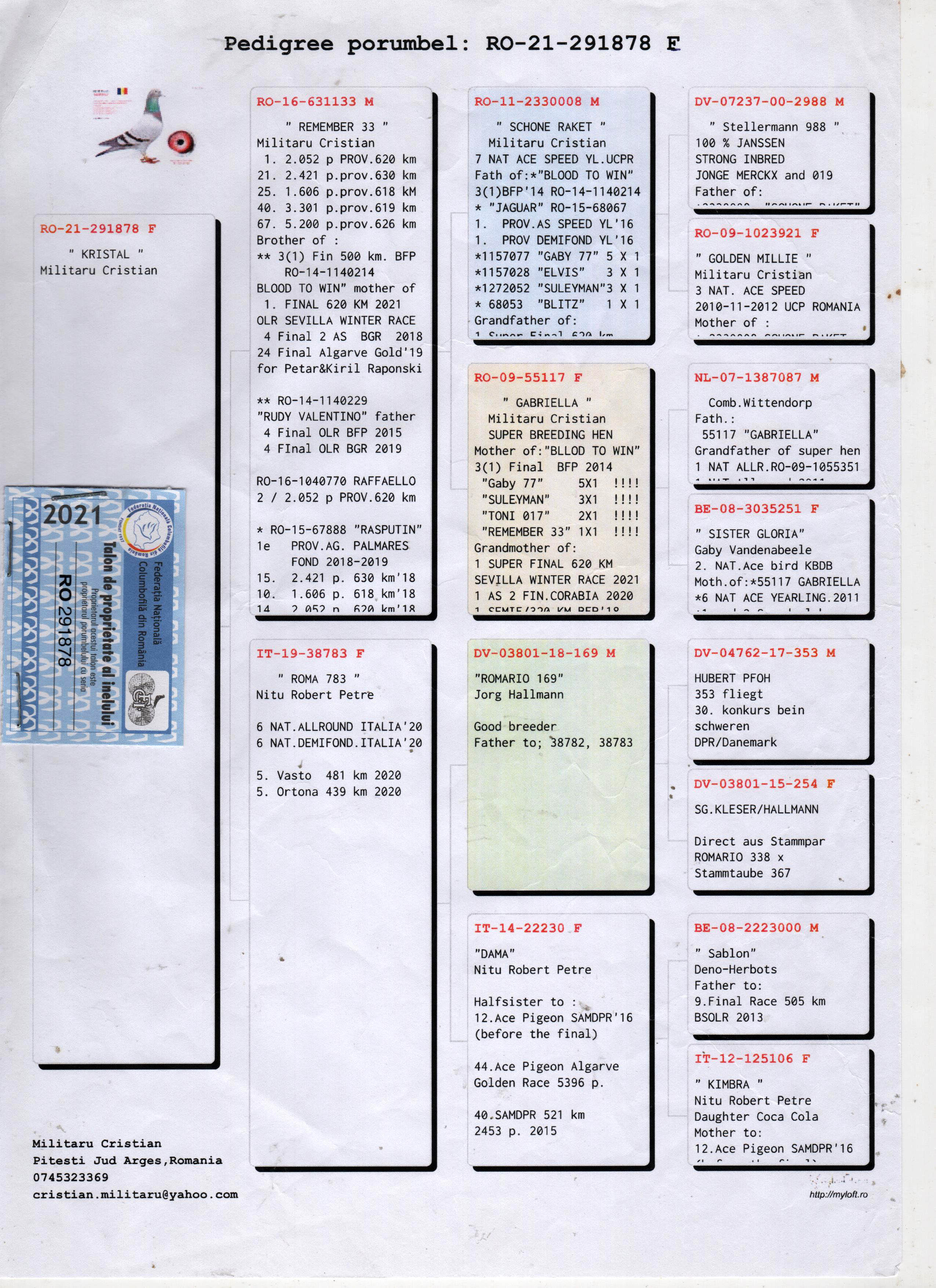 RO21-291878 ERKEK / BABASININ KARDEŞİNİN YAVRUSU 3 FİNAL 500 KM BALKANİC FARİ PLAY