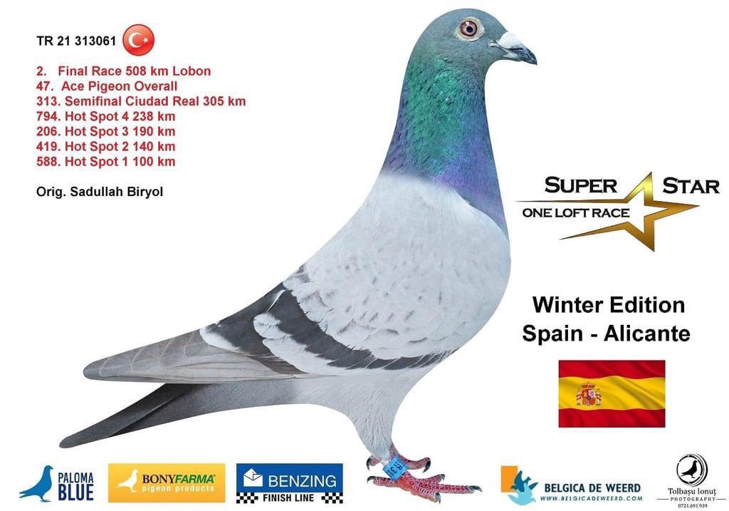 RO21-599288 DİŞİ / TAM KARDEŞİNİN YAVRUSU 2.FİNAL 508 KM SUPERSTAR OLR