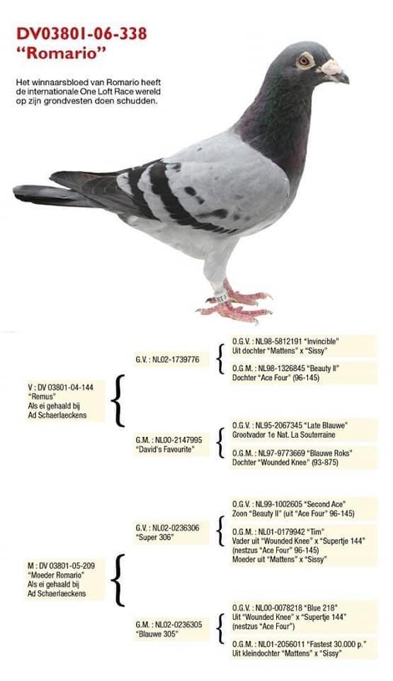 RO22-0633378 ERKEK / INBREED ROMARIO