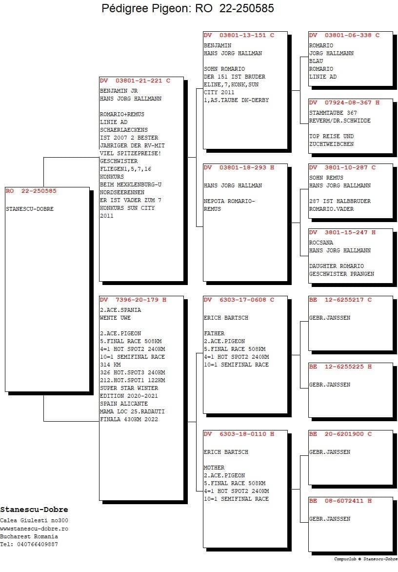 RO22-250585 ERKEK / BABASI ROMARIO TORUNU ANNESİ 2. ACE PİGEON SUPERSTAR