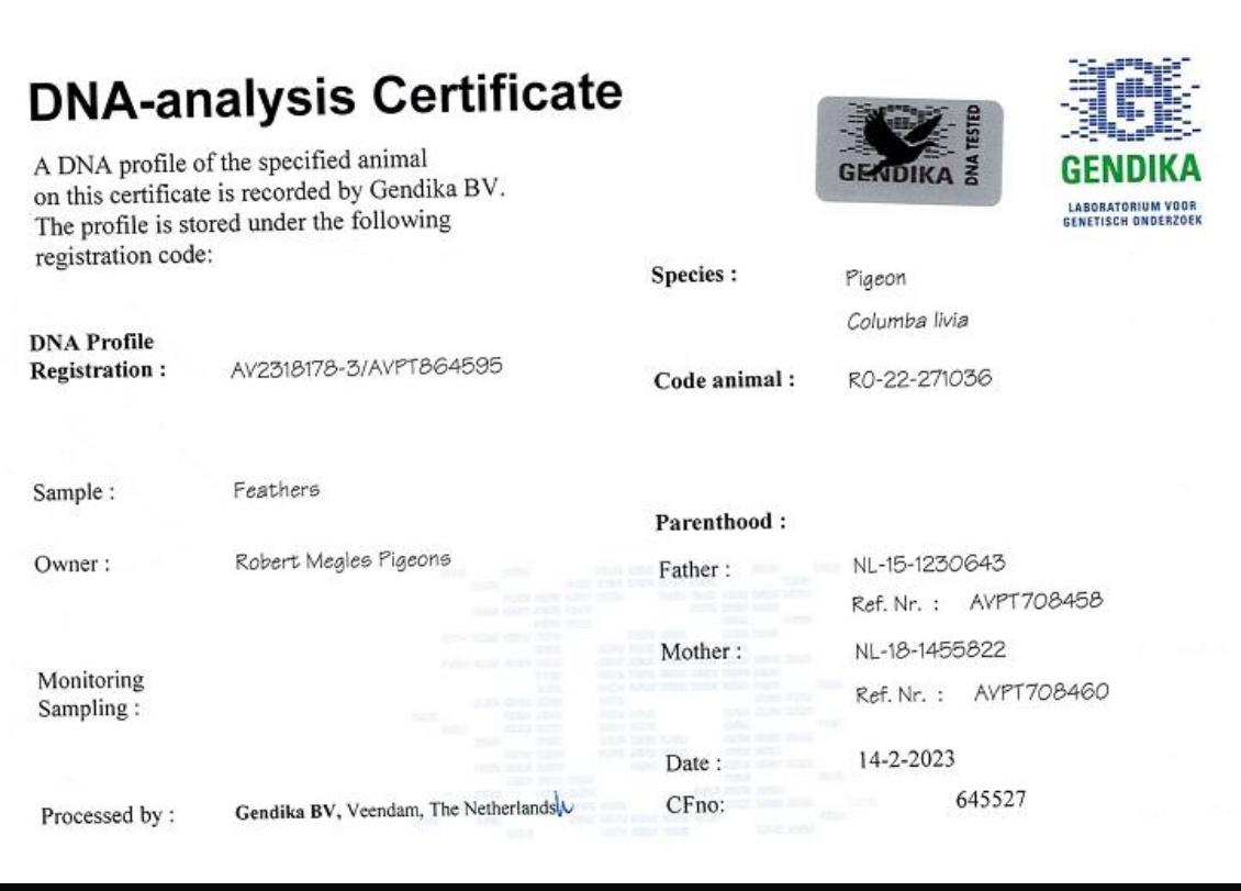 RO22-271036 ERKEK / KOOPMAN % 100 DNA SERTİFİKALI