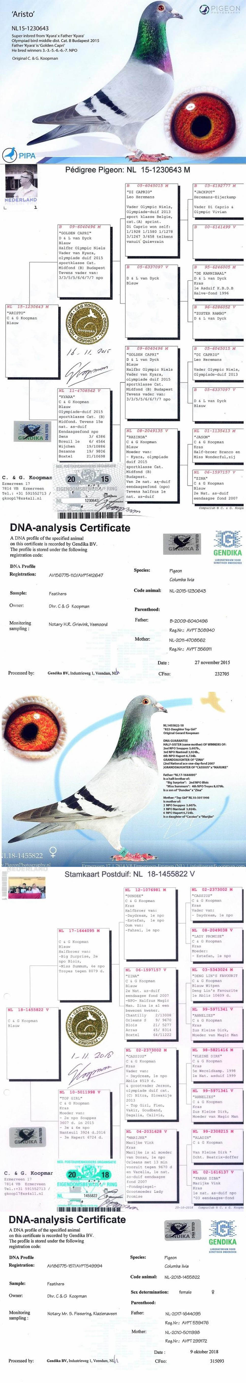 RO22-271036 ERKEK / KOOPMAN % 100 DNA SERTİFİKALI