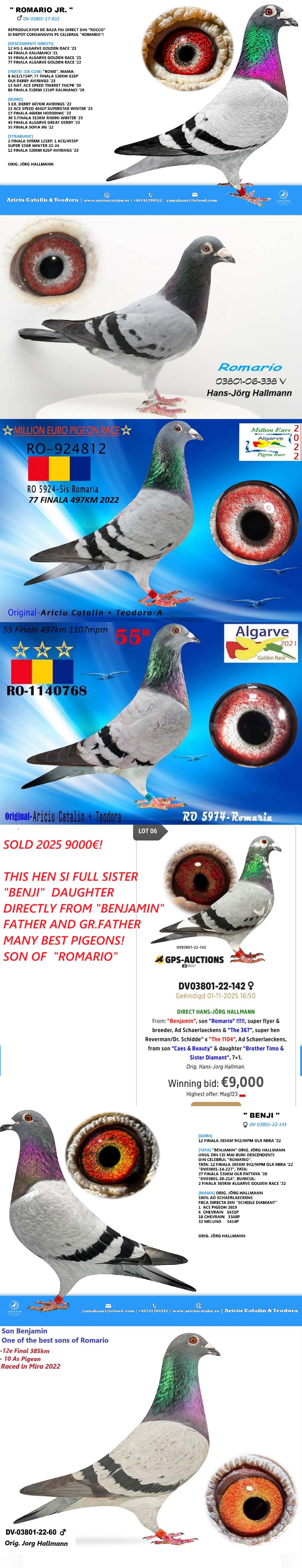 RO25-0280304 DİŞİ / ROYAL LADY  - JORG HALLMANN % 100