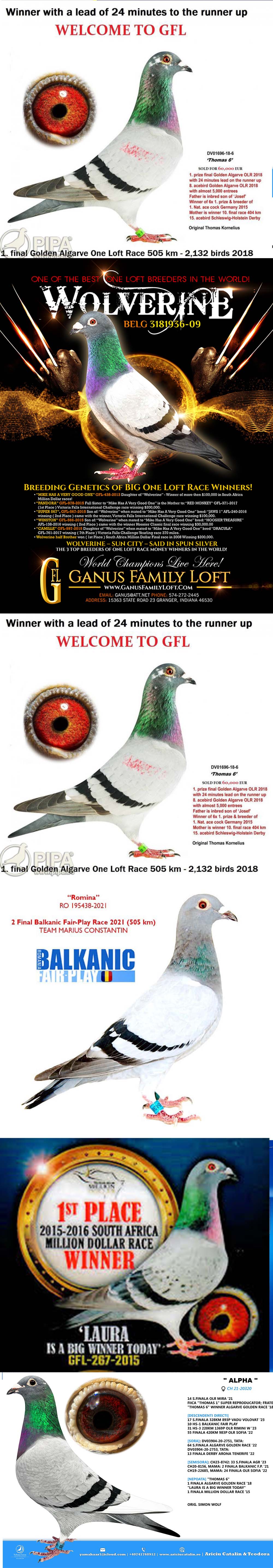 RO25-0280342 ERKEK / NEW THOMAS 