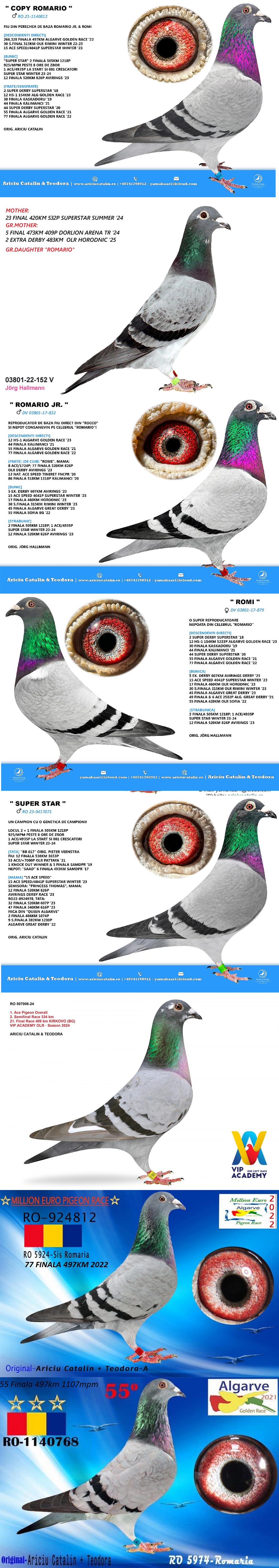 RO25-028309 DİŞİ / COPY GIRL - INBREED ROMARIO