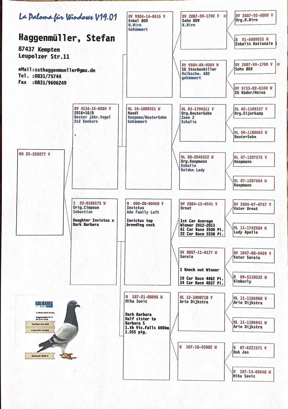 RO25-259277 ERKEK / INVICTUS TORUNU -  549 KM YARIŞMIŞ