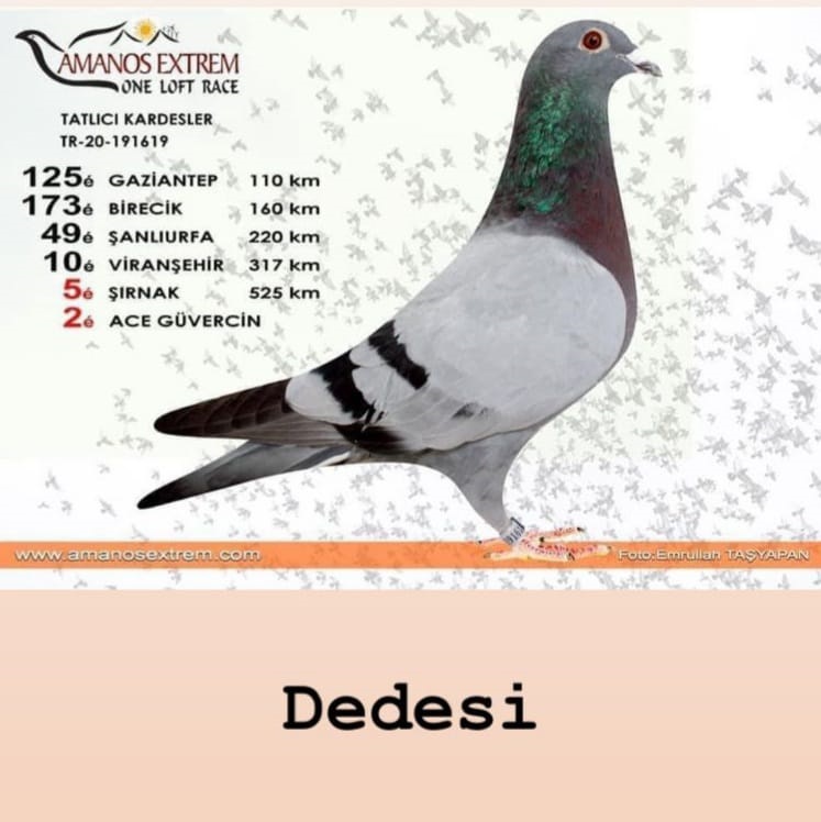 TR 22-27-09457 ÖZDEMİR KARDEŞLER_KAR KAMIŞLI / 236. FİNAL