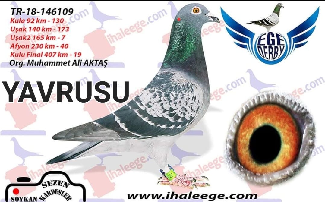 TR14-008446 ERKEK / İSMAİL NECİPOĞLU / KENDİSİ 31. FİNAL 450 KM EGE DERBY