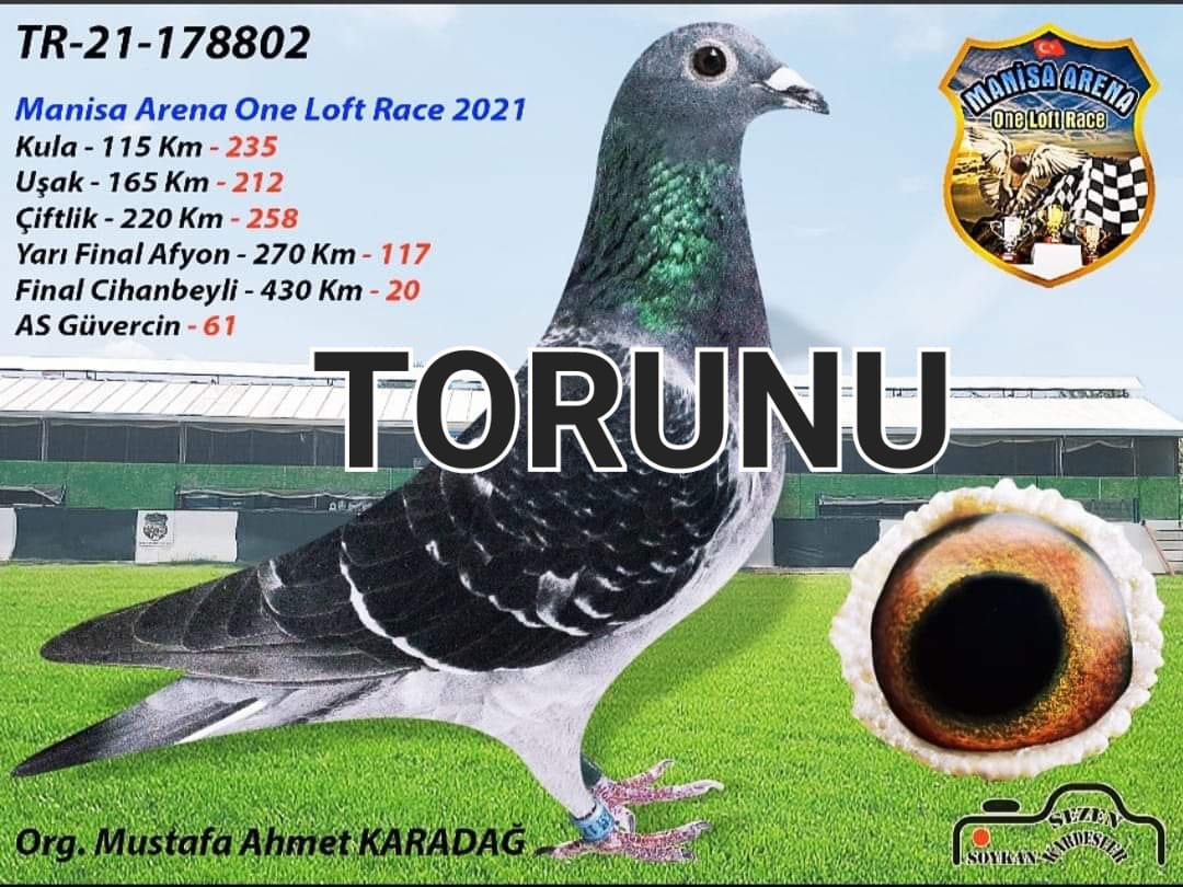 TR14-008446 ERKEK / İSMAİL NECİPOĞLU / KENDİSİ 31. FİNAL 450 KM EGE DERBY