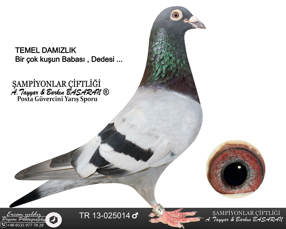 TR14-037096 ERKEK / ORJ A. TAYYAR BAŞARAN BABASINI KARDEŞİ MISTER KALİMANCİ 